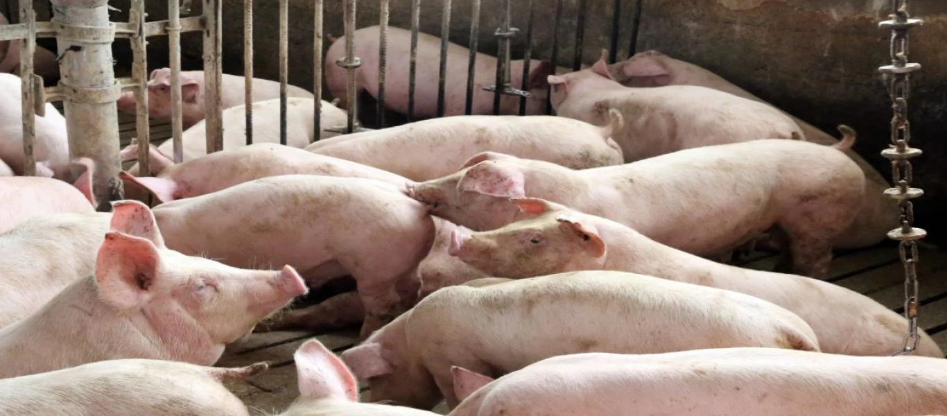 Αφρικανική πανώλη στις Σέρρες: Θανατώθηκαν όλα τα ζώα χοιροτροφικής μονάδας